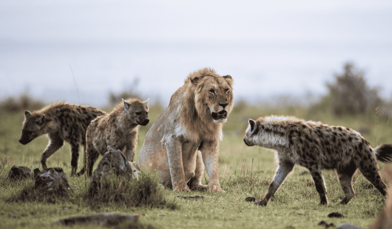 6-Day Triple Treat Safari: Three Destinations, One Epic Adventure